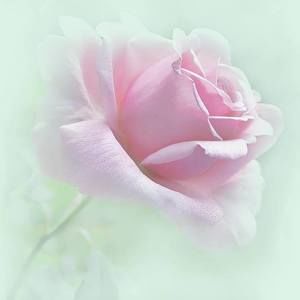 Meet your Posher, Misty